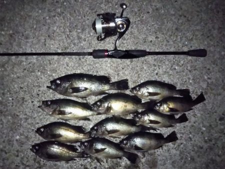 メバルの気持ちは分からない・・・